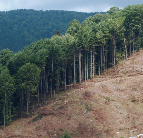 Bosque